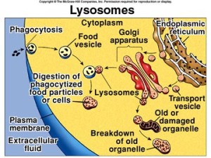 101fig_lysosome
