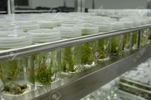 15122296-experiment-of-plant-tissue-culture-in-the-laboratory-Stock-Photo