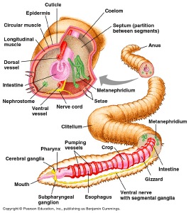 EarthwormAnatomy1